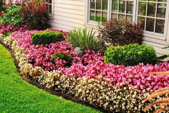 A vibrant flower bed along the side of a house, filled with pink and white begonias, bordered by neatly trimmed bushes. The colorful landscaping contrasts beautifully with the building's exterior and nearby greenery.